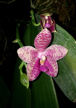 Carica l'immagine nel visualizzatore Galleria, Phalaenopsis Gigabell (gigantea x bellina)