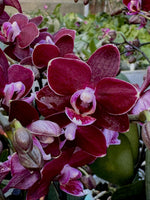 Carica l'immagine nel visualizzatore Galleria, Phalaenopsis Gran Master