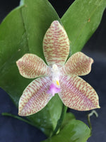 Carica l'immagine nel visualizzatore Galleria, Phalaenopsis hieroglyphica flava x javanica