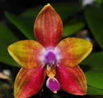 Carica l'immagine nel visualizzatore Galleria, Phalaenopsis LD's Bear King 'red' x Phal. K S Happy Eagle