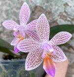 Carica l'immagine nel visualizzatore Galleria, Phalaenopsis lindenii x maculata