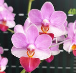 Carica l'immagine nel visualizzatore Galleria, Phalaenopsis Liu's Triprince 'MK'