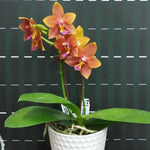 Carica l'immagine nel visualizzatore Galleria, Phalaenopsis Meidarland Chambe (Phal. Tying Shin Champion × Phal. Bellina)