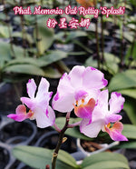 Carica l'immagine nel visualizzatore Galleria, Phalaenopsis Memoria Val Rettig 'Splash'