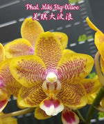 Carica l'immagine nel visualizzatore Galleria, Phalaenopsis Miki Big Wave
