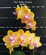 Carica l'immagine nel visualizzatore Galleria, Phalaenopsis Nobby's Pumpkin