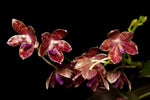 Carica l'immagine nel visualizzatore Galleria, Phalaenopsis Or Singer (javanica x tetraspis speciosa)