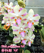 Carica l'immagine nel visualizzatore Galleria, Phalaenopsis pulcherrima '4N'