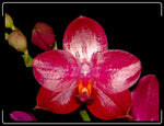 Carica l'immagine nel visualizzatore Galleria, Phalaenopsis Sogo Grape