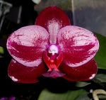 Carica l'immagine nel visualizzatore Galleria, OFFERTA PHALAENOPSIS profumi di primavera