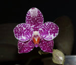 Carica l'immagine nel visualizzatore Galleria, Phalaenopsis Sogo Spot (Super Stupid Carmela F2 x gigantea 'Big Boy')
