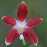 Carica l'immagine nel visualizzatore Galleria, Phalaenopsis speciosa var red x sib