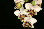Carica l'immagine nel visualizzatore Galleria, Phalaenopsis stuartiana var. punctatissima