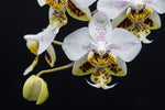 Carica l'immagine nel visualizzatore Galleria, Phalaenopsis stuartiana 'Sogo'