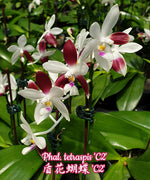 Carica l'immagine nel visualizzatore Galleria, Phalaenopsis tetraspis 'C2'