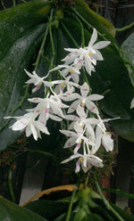 Carica l'immagine nel visualizzatore Galleria, Phalaenopsis tetraspis var. tetraspis