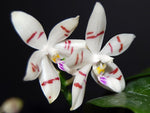 Carica l'immagine nel visualizzatore Galleria, Phalaenopsis tetraspis select