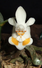 Carica l'immagine nel visualizzatore Galleria, Phalaenopsis thailandica yellow