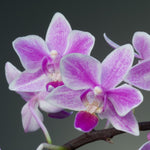 Carica l'immagine nel visualizzatore Galleria, Phalaenopsis Rainbow Chip (Cassandra × equestris)