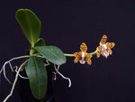 Carica l'immagine nel visualizzatore Galleria, Sedirea japonica x Vandopsis parishii