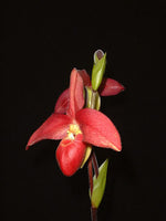 Carica l'immagine nel visualizzatore Galleria, Phragmipedium Memoria Dick Clements (Phrag. bessae x Phrag. sargentianum)