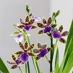 Carica l'immagine nel visualizzatore Galleria, Zygopetalum Trozy Blue