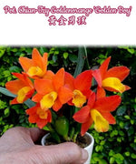 Carica l'immagine nel visualizzatore Galleria, Potinara Chian-Tzy Goldenorange 'Golden Boy'