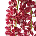 Carica l'immagine nel visualizzatore Galleria, Cymbidium Cascade 'Prem'