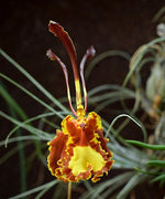 Carica l'immagine nel visualizzatore Galleria, Psychopsis Mariposa 'Twins'