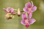 Carica l'immagine nel visualizzatore Galleria, Phalaenopsis San Shia Swan (pulcherrima x finleyi)