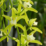 Carica l'immagine nel visualizzatore Galleria, Cymbidium Cascade 'Pumilow'