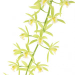 Carica l'immagine nel visualizzatore Galleria, Cymbidium Cascade 'Pumilow'