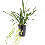 Carica l'immagine nel visualizzatore Galleria, Cymbidium Cascade 'Pumilow'