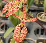 Carica l'immagine nel visualizzatore Galleria, Renanthera monachica × citrina