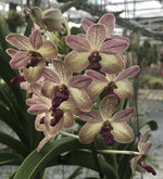 Carica l'immagine nel visualizzatore Galleria, Rhynchostylis gigantea x V. lourdes apostal