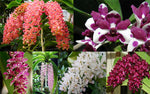 Carica l'immagine nel visualizzatore Galleria, Rhynchostylis gigantea Mix - XXL