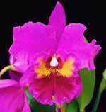 Carica l'immagine nel visualizzatore Galleria, RLC King of Taiwan (Rlc. Bryce Canyon x Rlc. Purple Ruby)