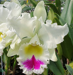 Carica l'immagine nel visualizzatore Galleria, Rhyncholaeliocattleya Liou Hope 'Nan Chyu'