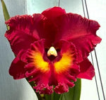 Carica l'immagine nel visualizzatore Galleria, Rhyncholaeliocattleya Shinfong Emperor 'Red Sparrow'
