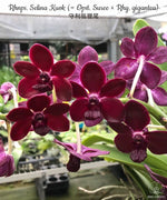 Carica l'immagine nel visualizzatore Galleria, Rhynchonopsis Selina Kuok (= Opst. Suree × Rhy. gigantea)