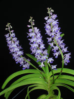 Carica l'immagine nel visualizzatore Galleria, Rhynchostylis coelestis blue