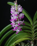 Carica l'immagine nel visualizzatore Galleria, Rhynchostylis coelestis pink