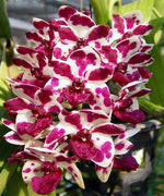 Chargez l'image dans la visionneuse de galerie, Rhynchostylis gigantea Mix