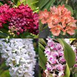 Carica l'immagine nel visualizzatore Galleria, Rhynchostylis gigantea Mix - XXL