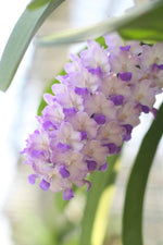 Carica l'immagine nel visualizzatore Galleria, Rhynchostylis retusa x Rhynchostylis coelestis