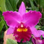 Carica l'immagine nel visualizzatore Galleria, Rhyncholaeliocattleya Elegant Dancer 'Rouge'