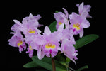 Carica l'immagine nel visualizzatore Galleria, Rhyncholaeliocattleya Pamela Hetherington 'Coronation' FCC/AOS (C. Paradisio x Rlc. Mount Anderson)