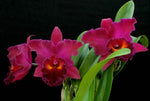 Carica l'immagine nel visualizzatore Galleria, Rhyncholaeliocattleya Sanyung Ruby 'Guanlong' AM/AOS