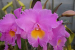 Carica l'immagine nel visualizzatore Galleria, Rhyncholaeliocattleya Triumphal Coronation 'Seto' (C. Drumbeat x Rlc. Pamela Hetherington)