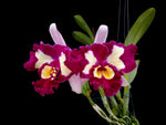 Carica l'immagine nel visualizzatore Galleria, Rhyncholaeliocattleya Chinese Beauty